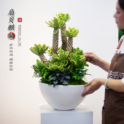 扇贝麒麟老桩盆栽中式植物书房展厅客厅艺术玉麒麟大盆景绿植送礼