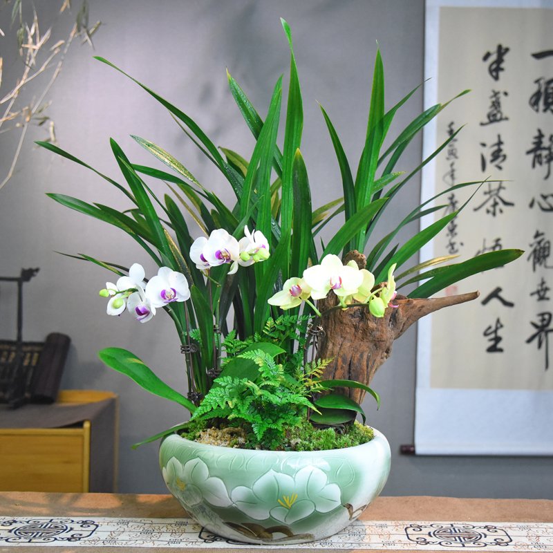 自然空间企黑兰花蝴蝶兰带盆种好