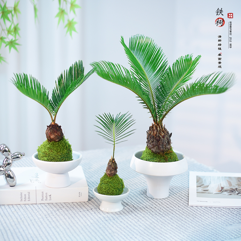 铁树盆栽苔藓球绿植室内耐旱懒人好养办公客厅桌面摆件盆景送礼