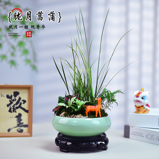 菖蒲盆栽罗汉松狼尾蕨组合艺术桌面小盆景室内客厅扬天植物观赏