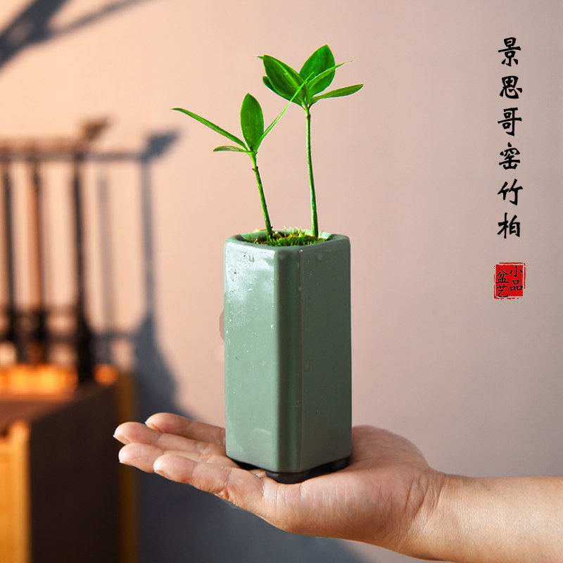 竹柏盆栽室内办公茶几桌面中式小摆件幸运树盆景观赏小摆件好养活,鲜花速递/花卉仿真/绿植园艺,绿植,淘宝优惠券,粉丝福利购,淘宝优惠卷