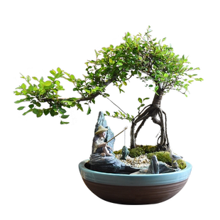提跟榆树老桩盆景小叶榔榆造型盆栽植物客厅茶室桌面四季好养绿植
