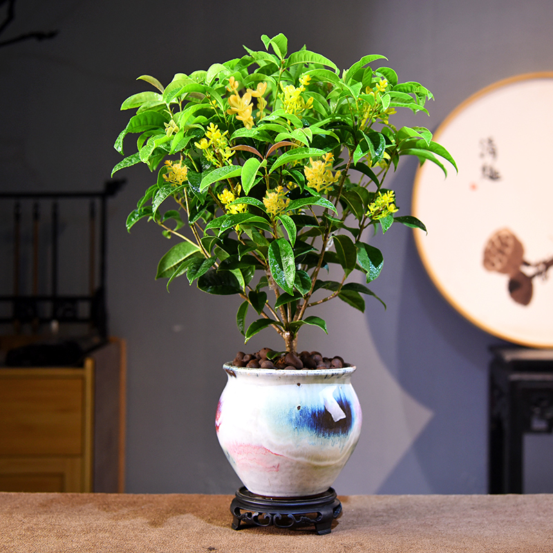 桂花木本花卉书房客厅办公室