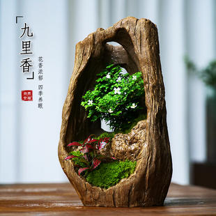 赤楠盆栽飘枝九里香罗汉松盆栽室内办公客厅绿植艺术木桩盆景送礼