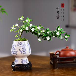 金边六月雪盆景飘枝造型小盆栽室内绿植桌面禅意四季常青植物好养