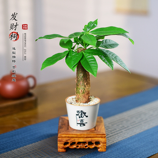 发财树小盆栽室内植物招财树办公室茶室桌面绿植四季好养开业送礼