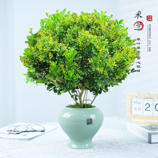 米兰盆栽花卉开花香浓室内办公客厅阳台花卉绿植桌面网红好养盆景