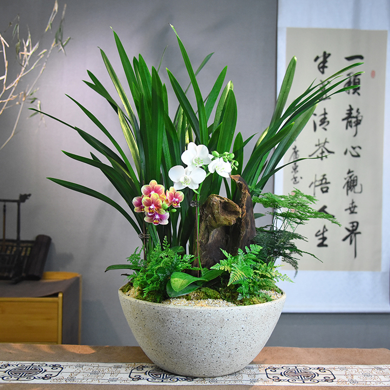 自然空间企黑兰花蝴蝶兰种好发货