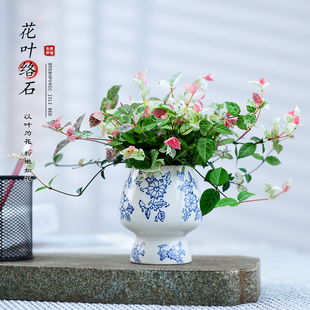 花叶络石盆栽室内植物垂丝彩虹桌面小盆景绿植好养网红小摆件送礼