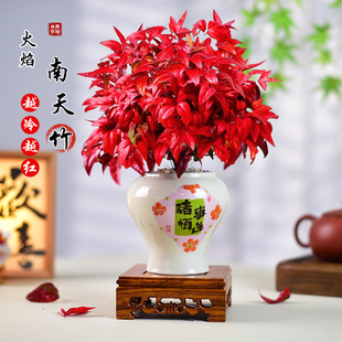 火焰南天竹盆栽室内办公客厅阳台植物桌面四季好养绿植中式风摆件