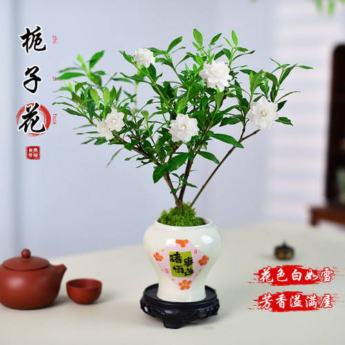 栀子花桌面观赏小盆景
