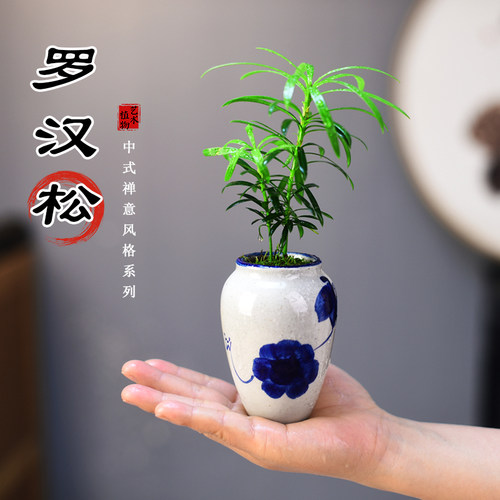 禅意小盆景，品质保障