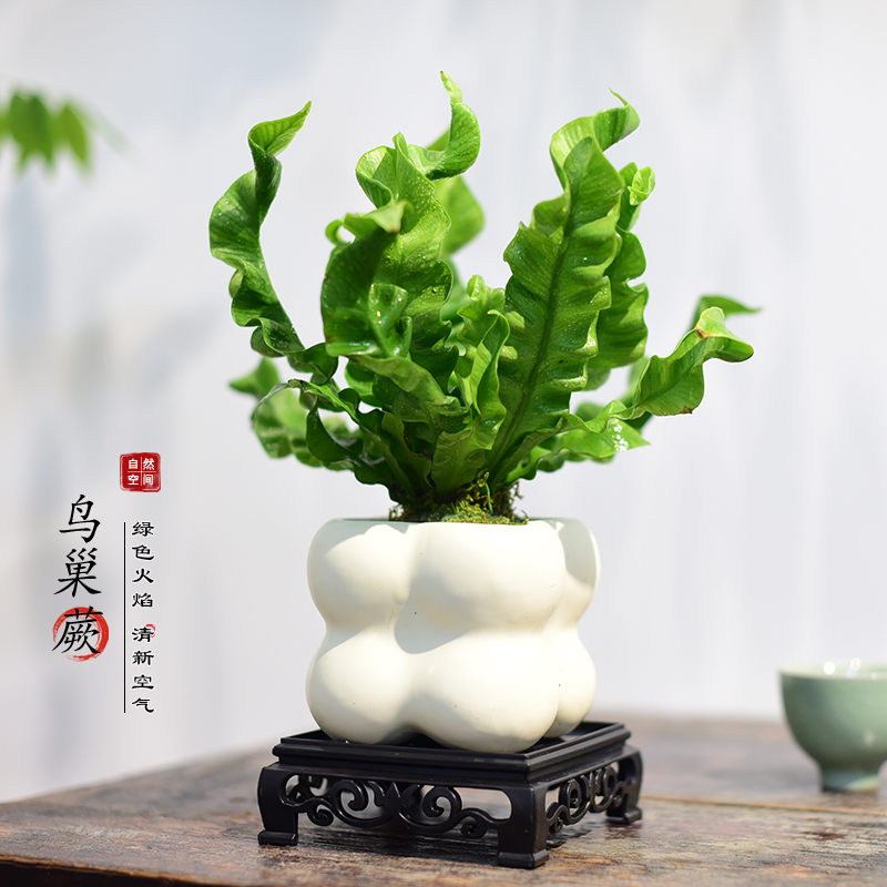 火焰鸟巢蕨盆栽植物室内观叶绿植办公客厅桌面摆耐阴四季常青盆景