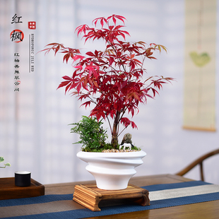 红枫盆景室内绿植书房茶室阳台盆栽好养植物观赏美化空间摆件送礼