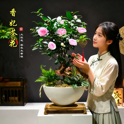 茶花树苗盆栽带花苞观赏花卉新中式植物盆景室内阳台庭院好养送礼
