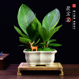 聚宝盆绿植大叶盆栽鸟巢花烛室内办公客厅书房植物室内好养开业礼