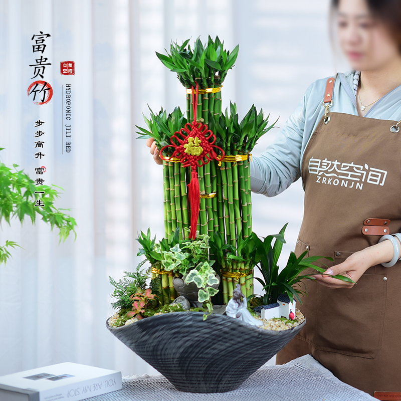 富贵竹盆栽室内绿植客厅桌面招财节节高盆景植物四季常青摆件礼品