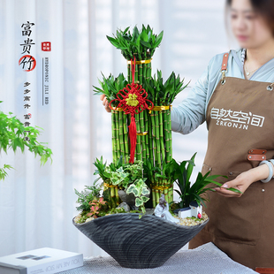富贵竹盆栽室内绿植客厅桌面招财节节高盆景植物四季常青摆件礼品