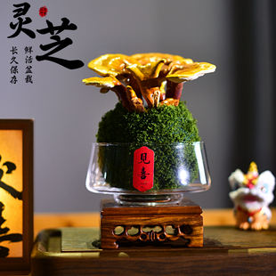 灵芝盆栽活体桌面盆栽室内客厅办公前台寓意摆件四季好养送礼物