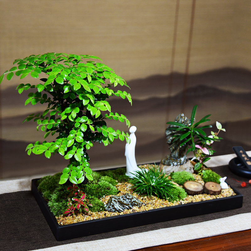 小叶紫檀盆景办公室四季常青