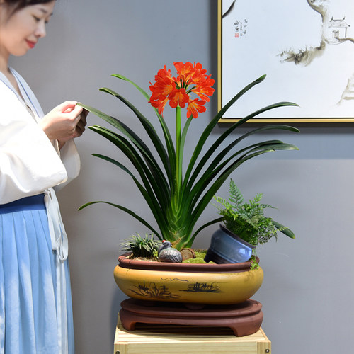 盆栽办公室君子兰绿植