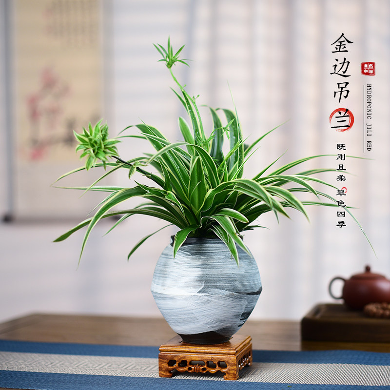 金边吊兰盆栽花卉植物净化空气