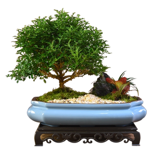 达摩九里香盆栽植物办公客厅茶几桌面观赏美观好养绿植装饰盆景