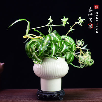 卷叶吊兰客厅办公室书房茶几桌面