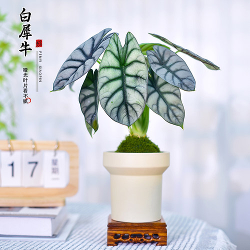 白犀牛海芋盆栽办公室桌面绿植网红花卉盆景室内阳台治愈植物好养