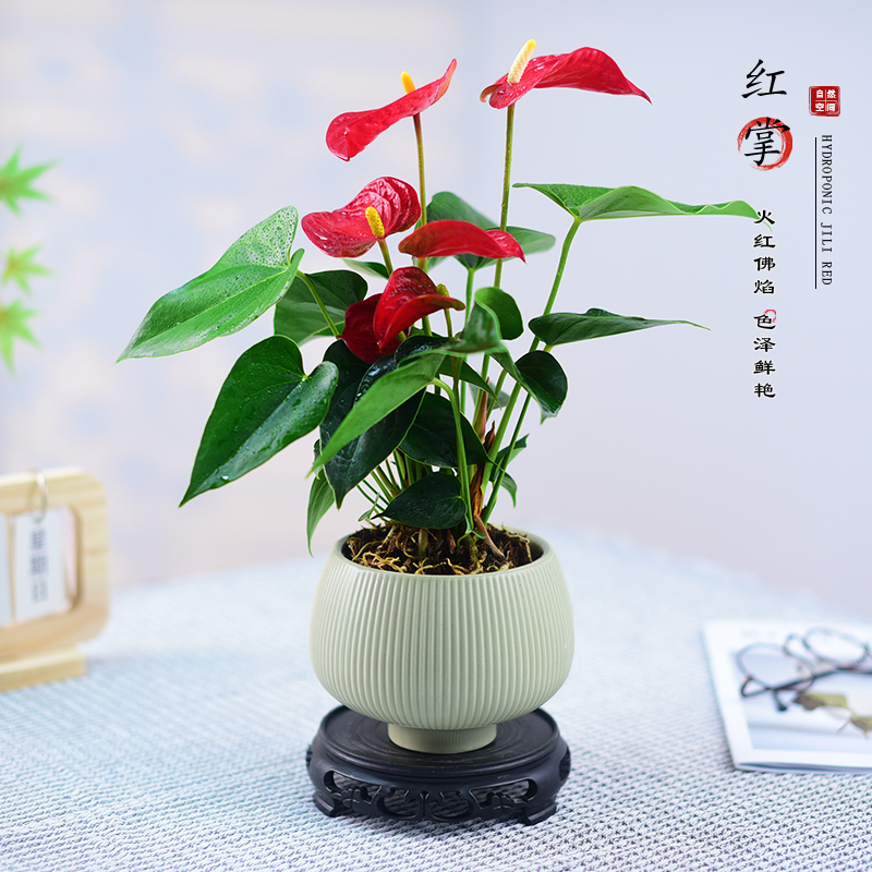 红掌盆栽鸿运当头喜庆盆景室内客厅办公植物好养观赏花卉绿植礼品
