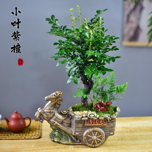 紫檀盆栽黑骨茶植物办公客厅书房马到成功寓意装饰绿植摆件送礼