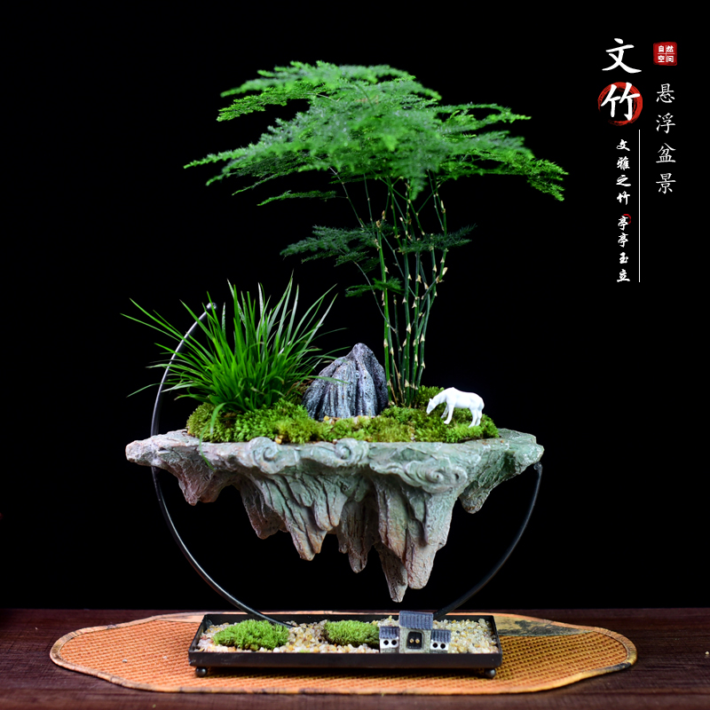 文竹客厅办公室茶室书房