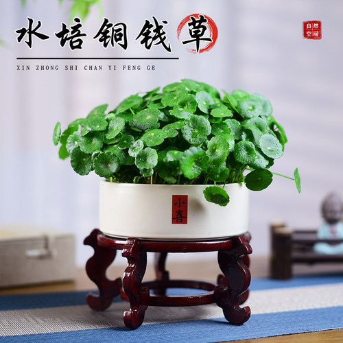 铜钱草盆栽水培室内绿植水养金钱草办公桌面寓意盆景好养植物送礼