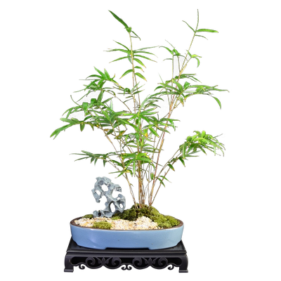 观音竹客厅办公桌茶几桌面书房