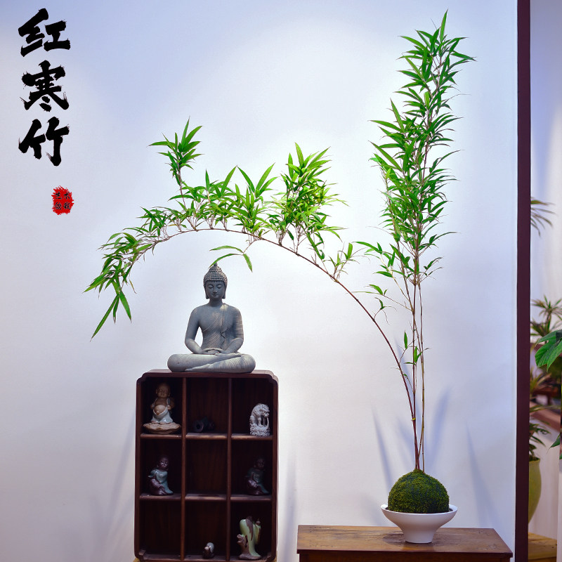 红寒竹苔玉球盆栽朱竹绿植室内办公客厅阳台中式竹子观赏盆景送礼