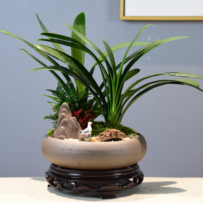 君子兰盆栽客厅办公室内花卉绿植四季好养桌面观赏观叶植物盆景