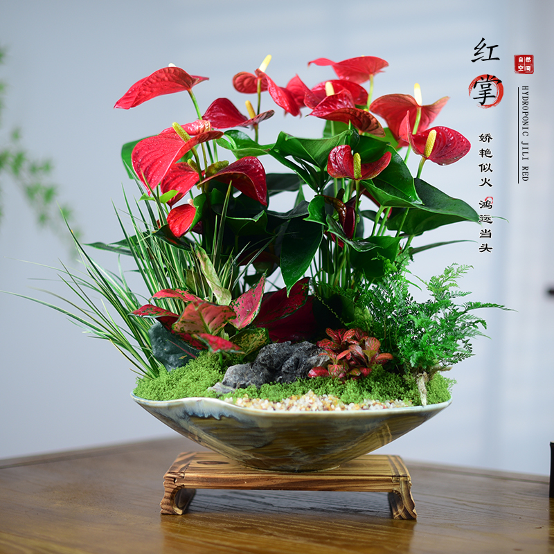 红掌盆栽鸿运当头开业送礼植物盆栽花卉新中式艺术盆景美化空间