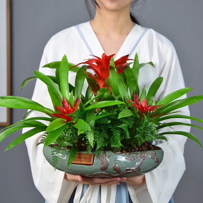 红星凤梨盆景鸿运当头盆栽室内阳台绿植客厅送礼植物四季好养易活,鲜花速递/花卉仿真/绿植园艺,时令草本花卉,淘宝优惠券,粉丝福利购,淘宝优惠卷