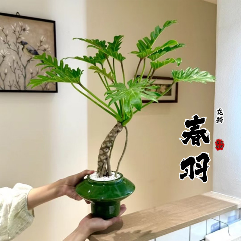 龙鳞春羽盆栽小天使苔藓球老桩办公客厅阳台室内外植物桌面绿植物