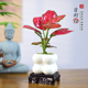 吉利红盆栽室内绿植如意皇后办公室客厅桌面阳台好养好运植物摆件
