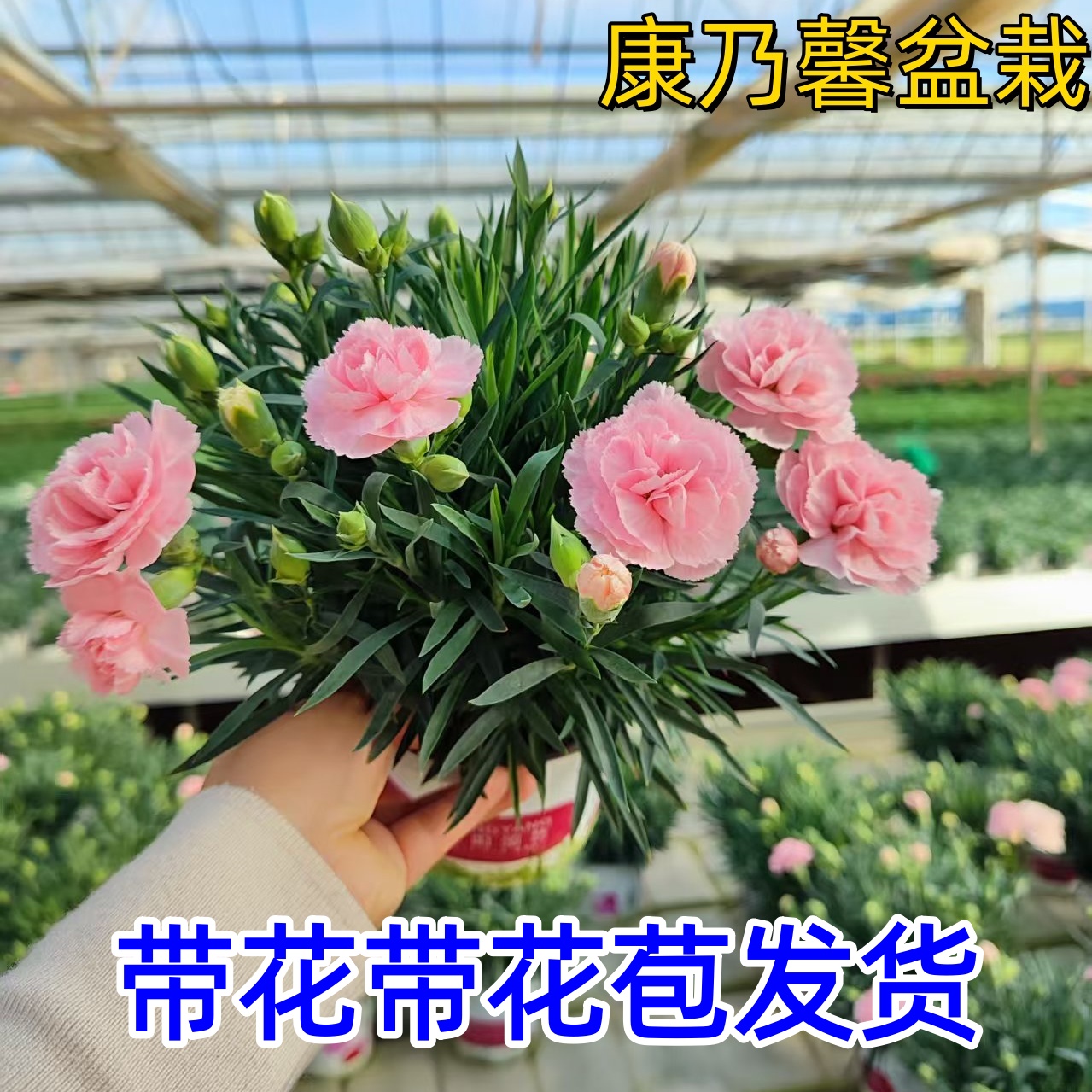 云南康乃馨盆栽带花带花苞发货多头矮杆适合室内室外懒人花卉易种