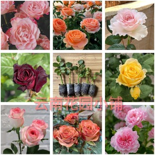 切花玫瑰花苗抗病强浓香灌木花卉盆栽月季玫瑰多季节开花庭院阳台