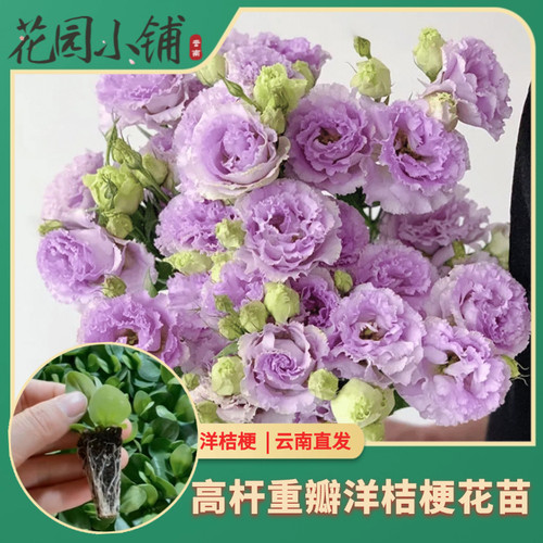 重瓣洋桔梗小苗多年生易活阳台庭院易种植原土发货盆栽花卉云南发 - 封面