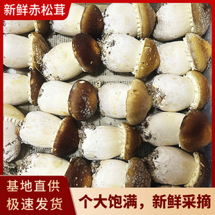 福建古田松茸菇新鲜赤松茸大球盖菇深山红姬松茸煲汤菌菇现采现发