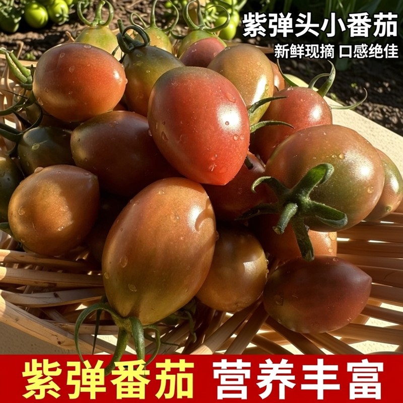广东汕尾紫弹头小番茄新鲜圣女果组合小西红柿当季水果现摘现发,水产肉类/新鲜蔬果/熟食,番茄,淘宝优惠券,粉丝福利购,淘宝优惠卷