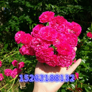 红木香花黄木香树苗室外攀援爬藤植物七里香红花十里香蔷薇香味浓