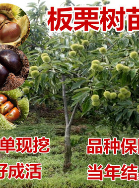 嫁接板栗树苗大红袍栗子各种稀有水果苗南方北方地栽种植当年结果