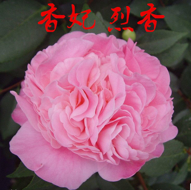 烈香茶花香妃千里香茶花苗带花苞盆栽花卉正品保证 三农开花包邮