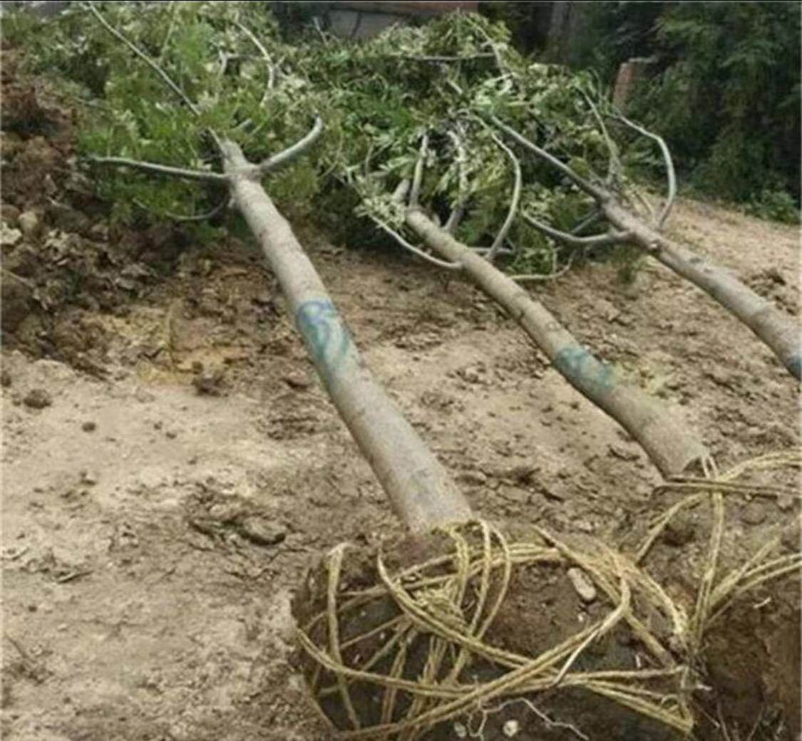 庭院别墅行道树绿化庭院别墅