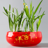 红色水仙花盆绿萝陶瓷水培容器小无孔睡莲碗莲铜钱草创意多肉大号